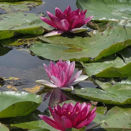 Igazgyoengy * Zalakaros